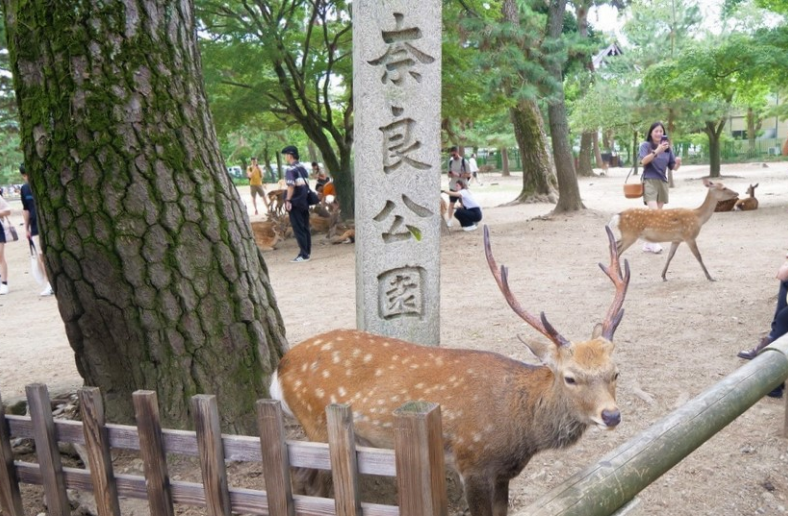 奈良公園 鹿